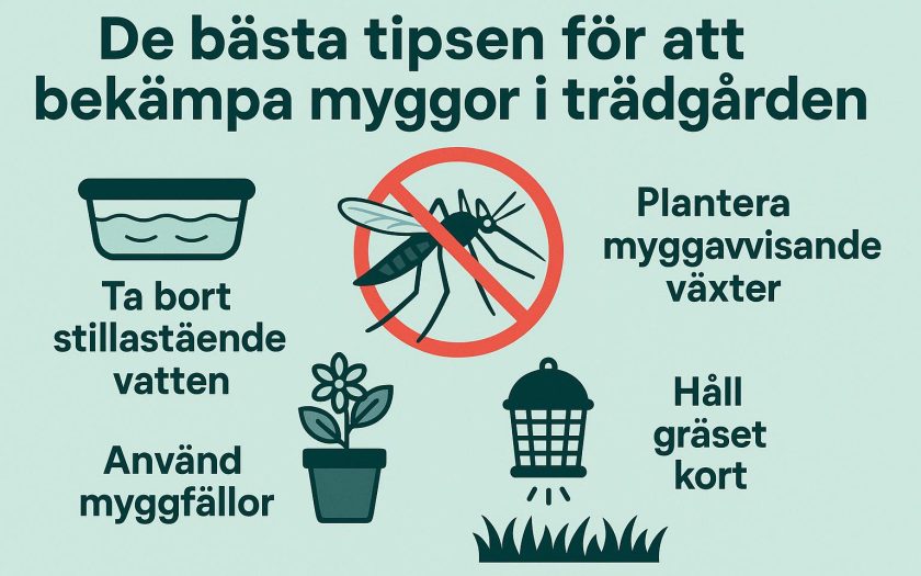 De bästa tipsen för att bekämpa myggor i trädgården