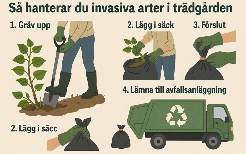 Så hanterar du invasiva arter i trädgården