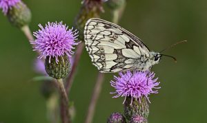 tistelblommor